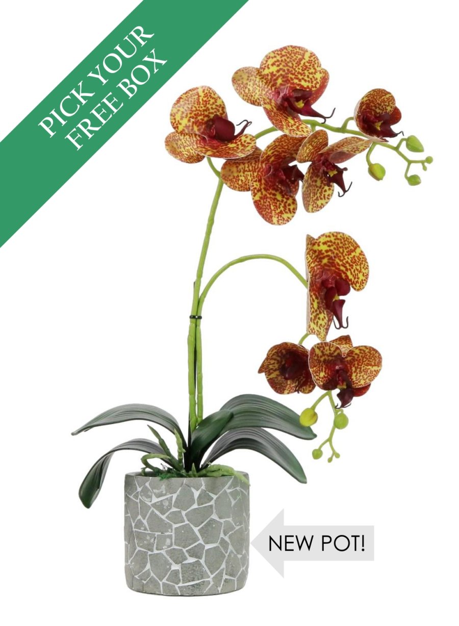 BUY ONE GET ONE FREE <BR/>8 Head Phalaenopsis Arrangement
